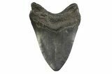 Fossil Megalodon Tooth - South Carolina #356840-1